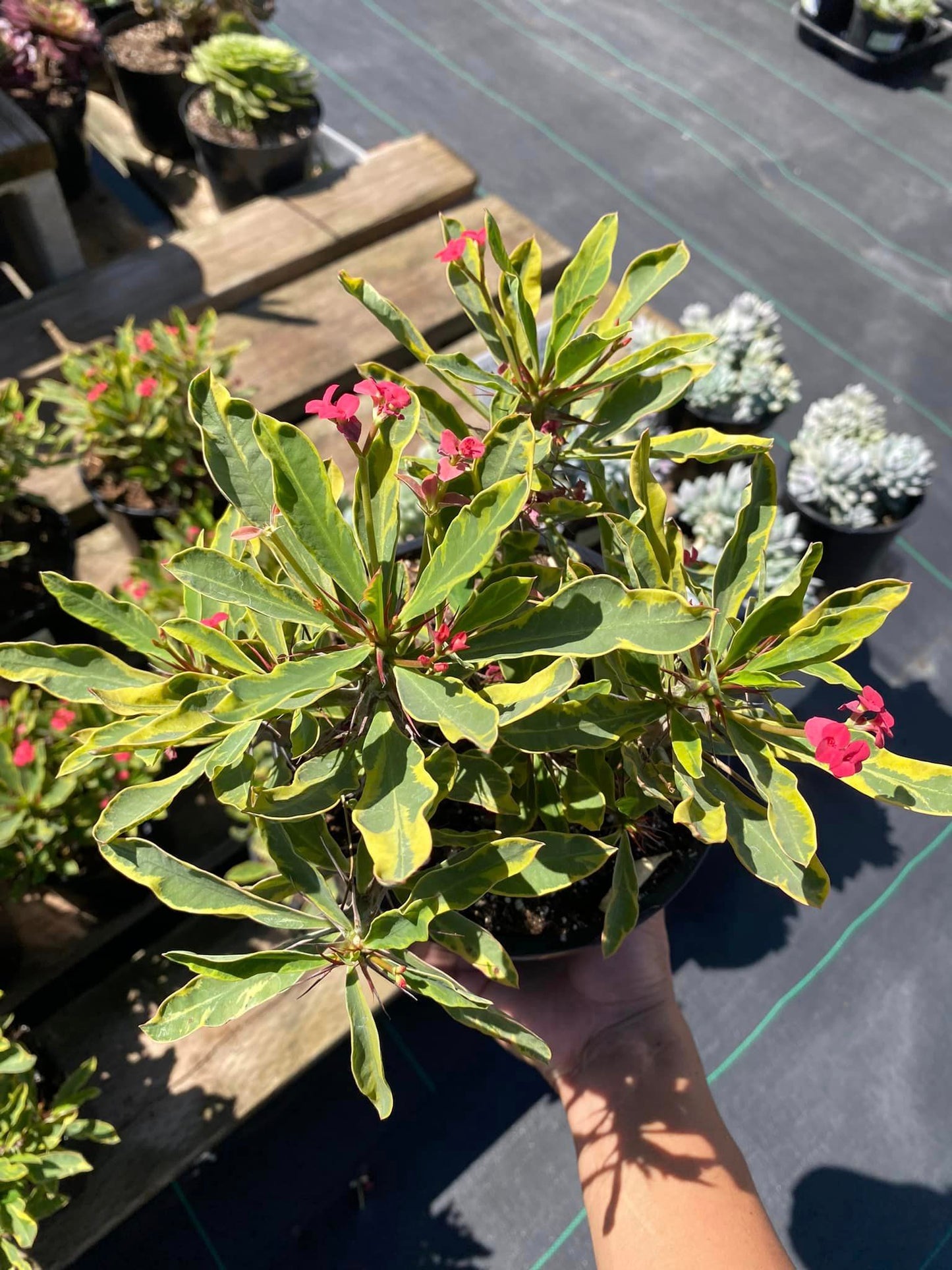 Euphorbia milii (corona de Cristo) Variegada