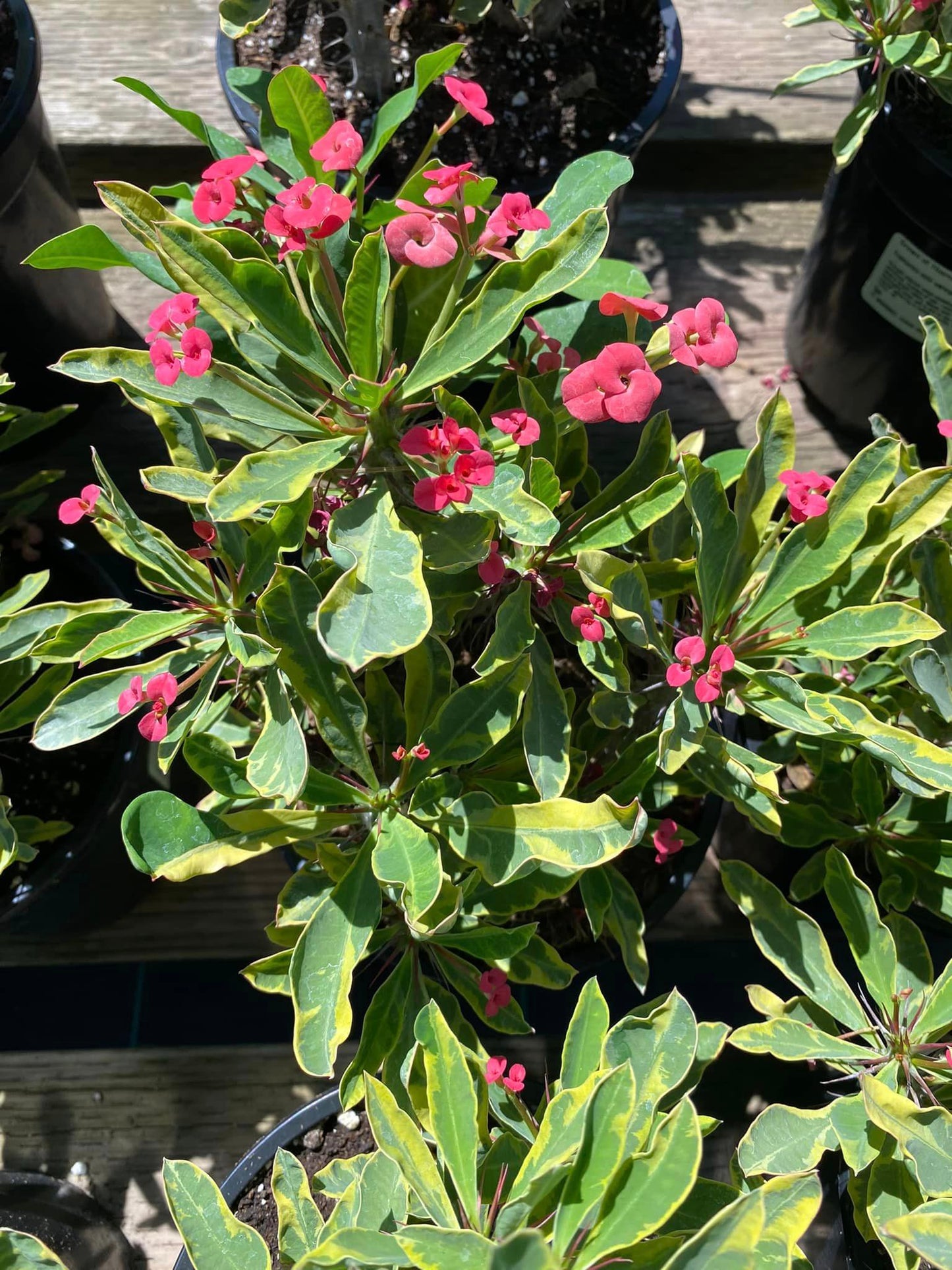 Euphorbia milii (corona de Cristo) Variegada