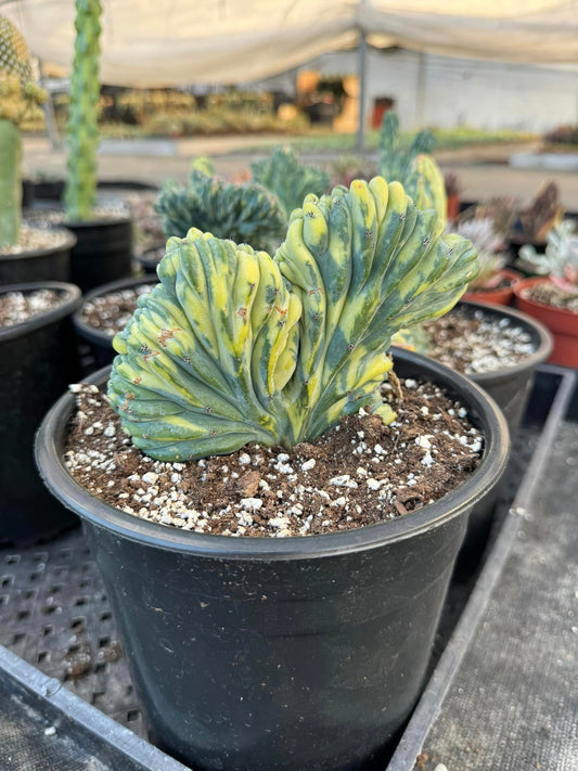 Cresta Myrtillocactus geometrizans variegada