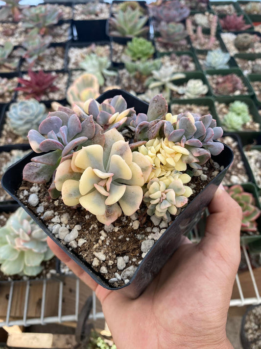 Echeveria cubic frost Variegada cristata