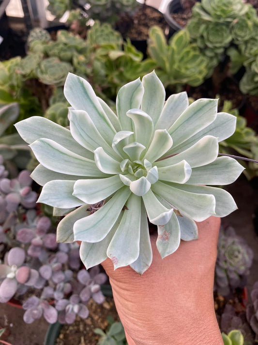 Echeveria angelina Variegada