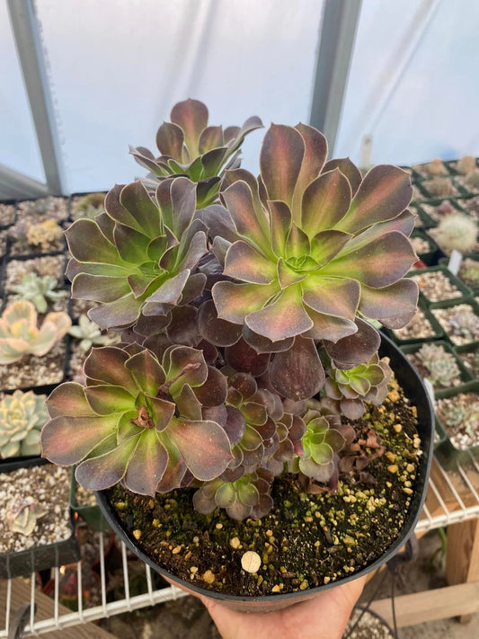 Aeonium kilimanjaro cluster