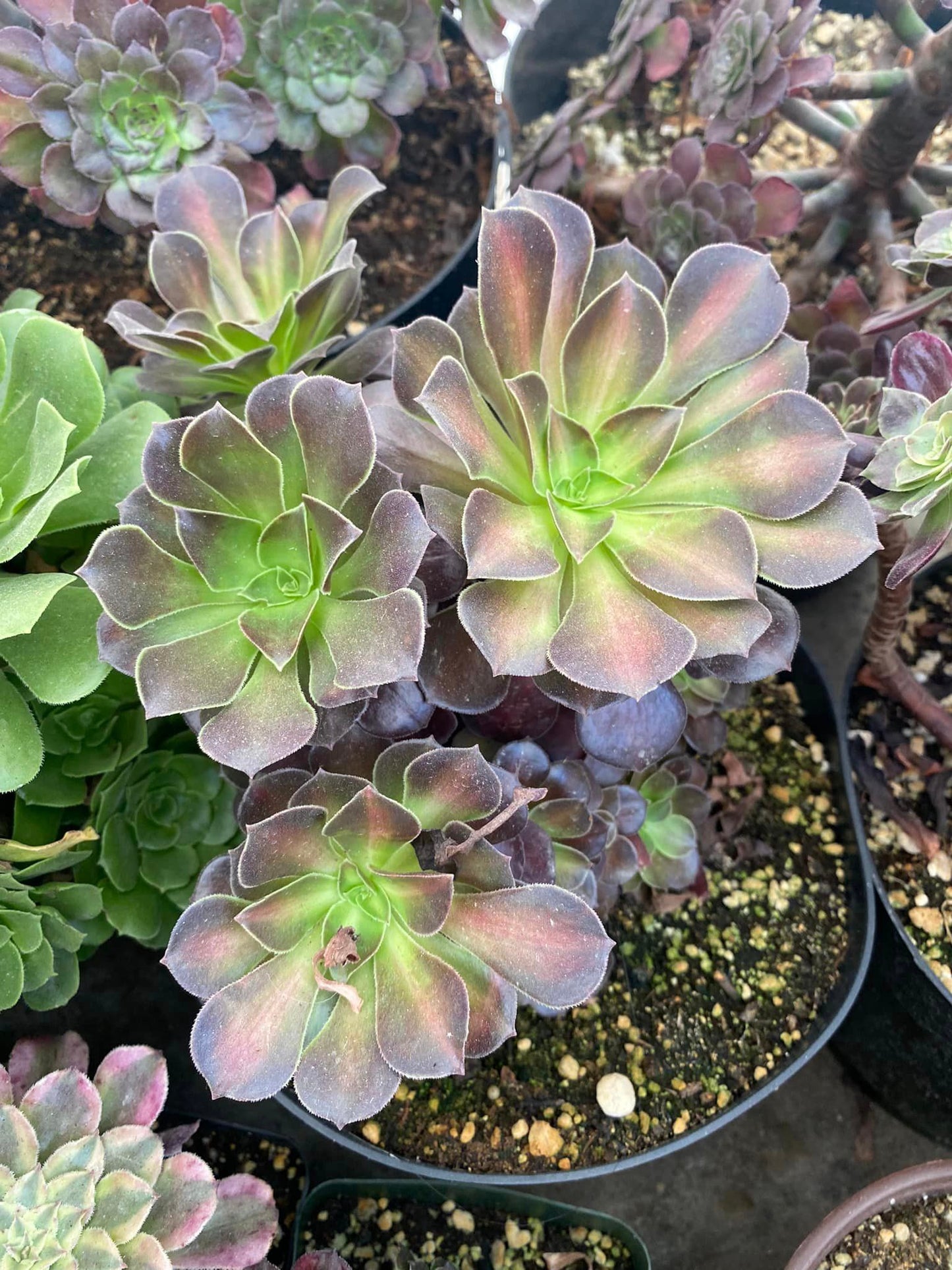 Aeonium kilimanjaro cluster