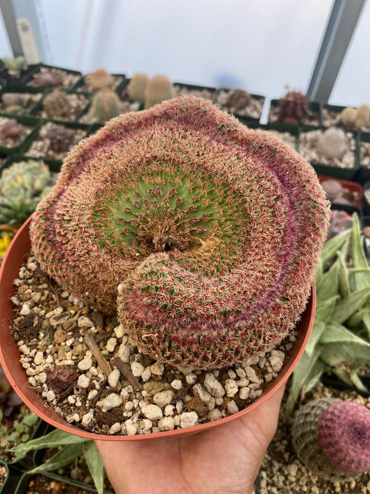 Cresta de Echinocereus rubispinus