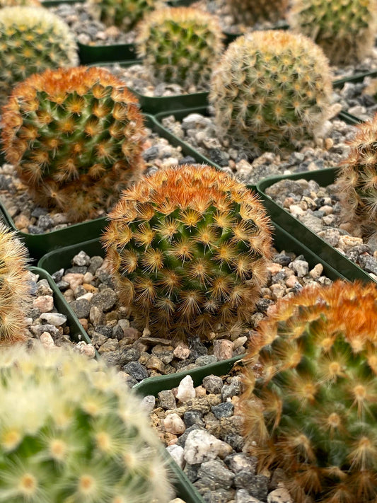 Mammillaria carmenae var. Rubriflora