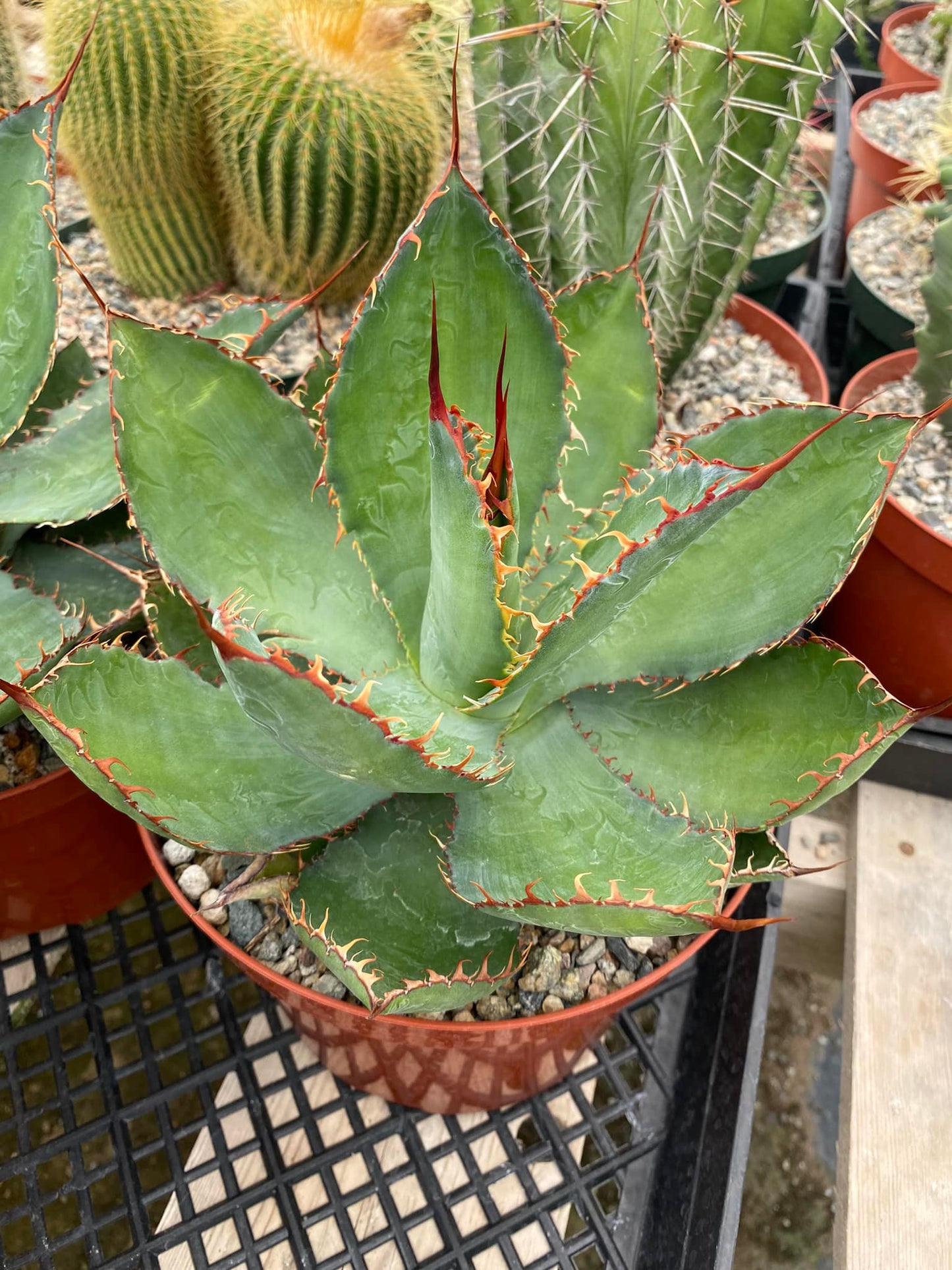 Agave bovicornuta