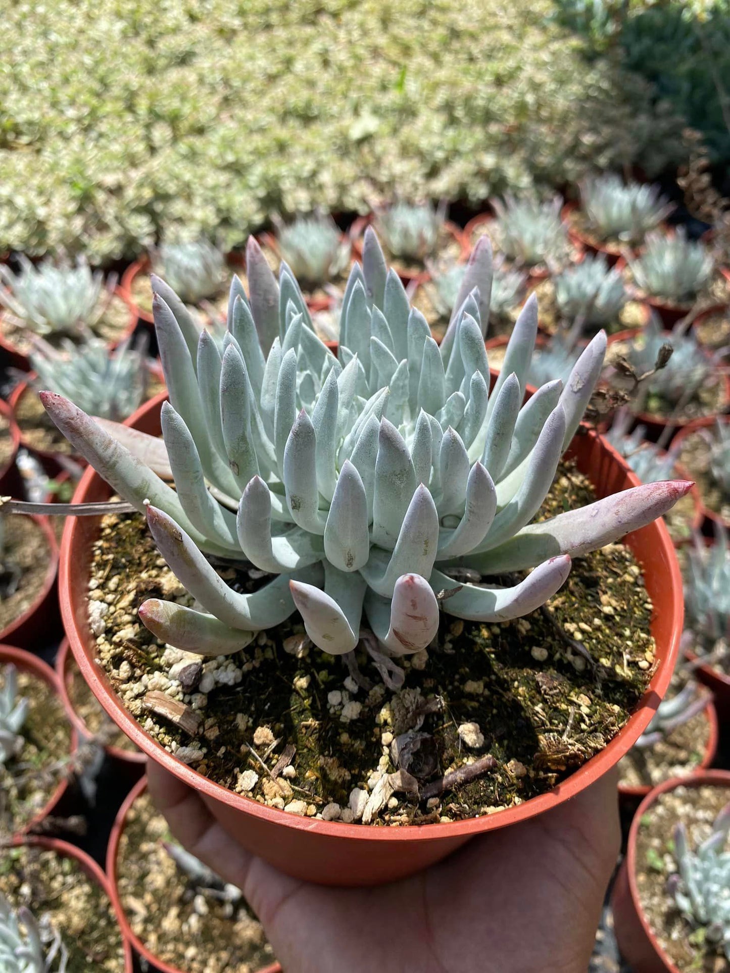 Dudleya Virens