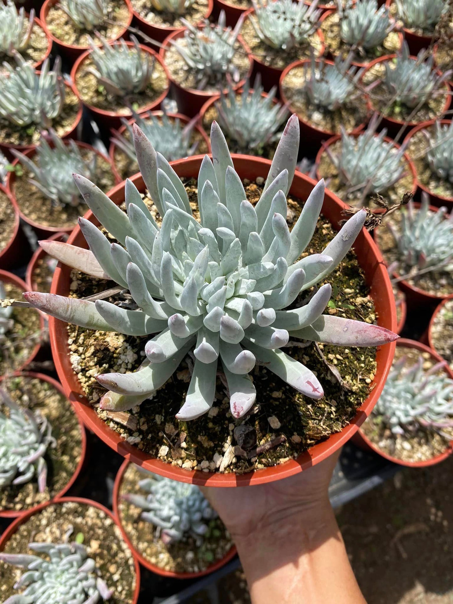 Dudleya Virens