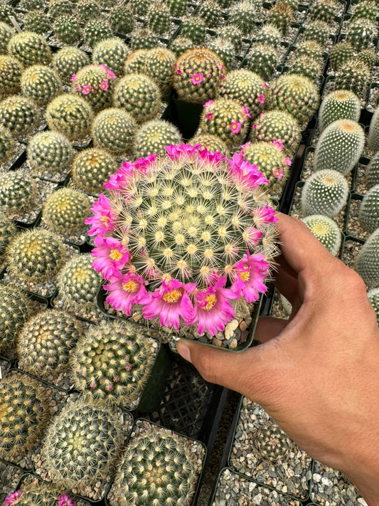 Mammillaria Laui v. Subducta