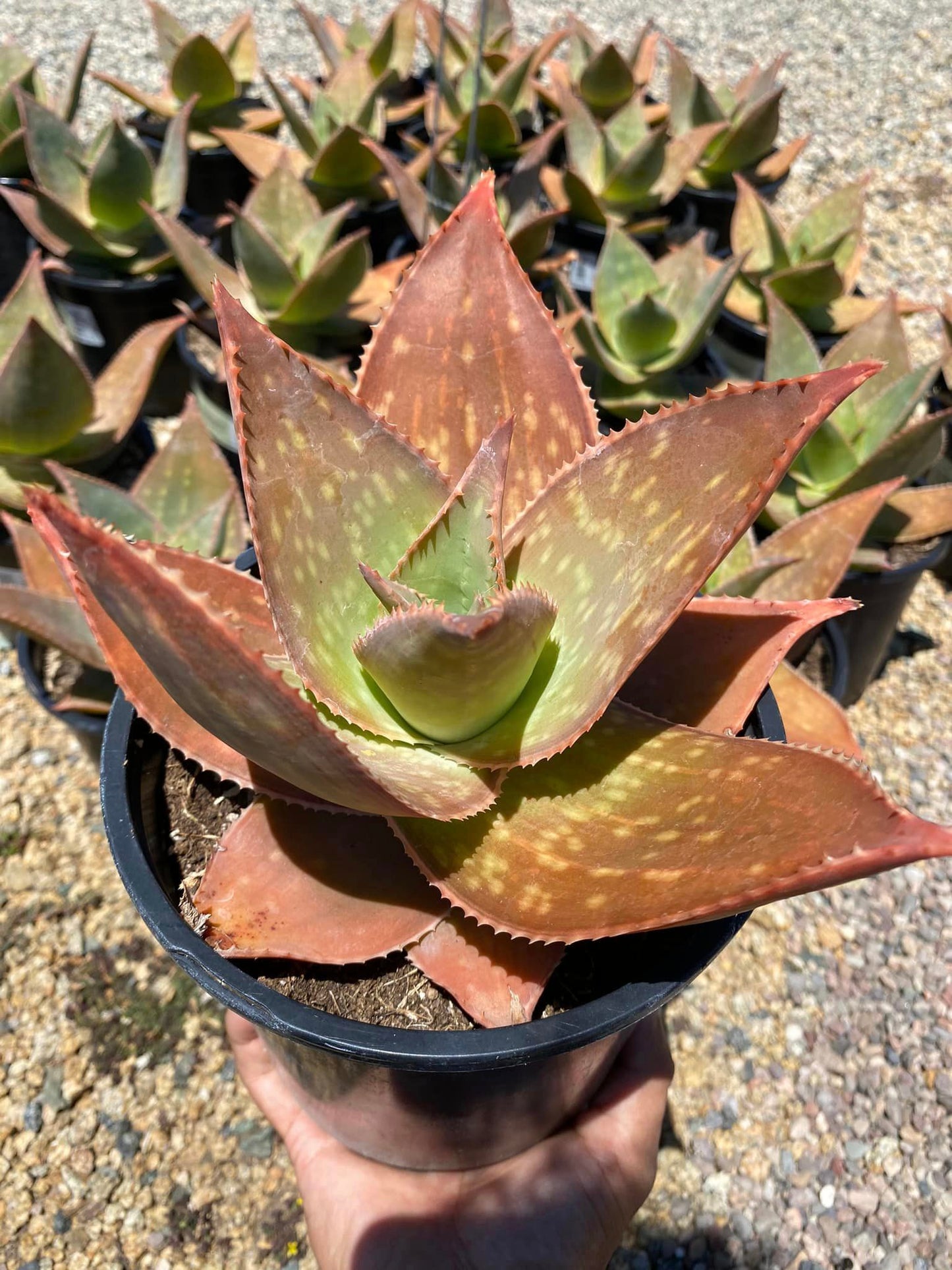 Aloe ghost