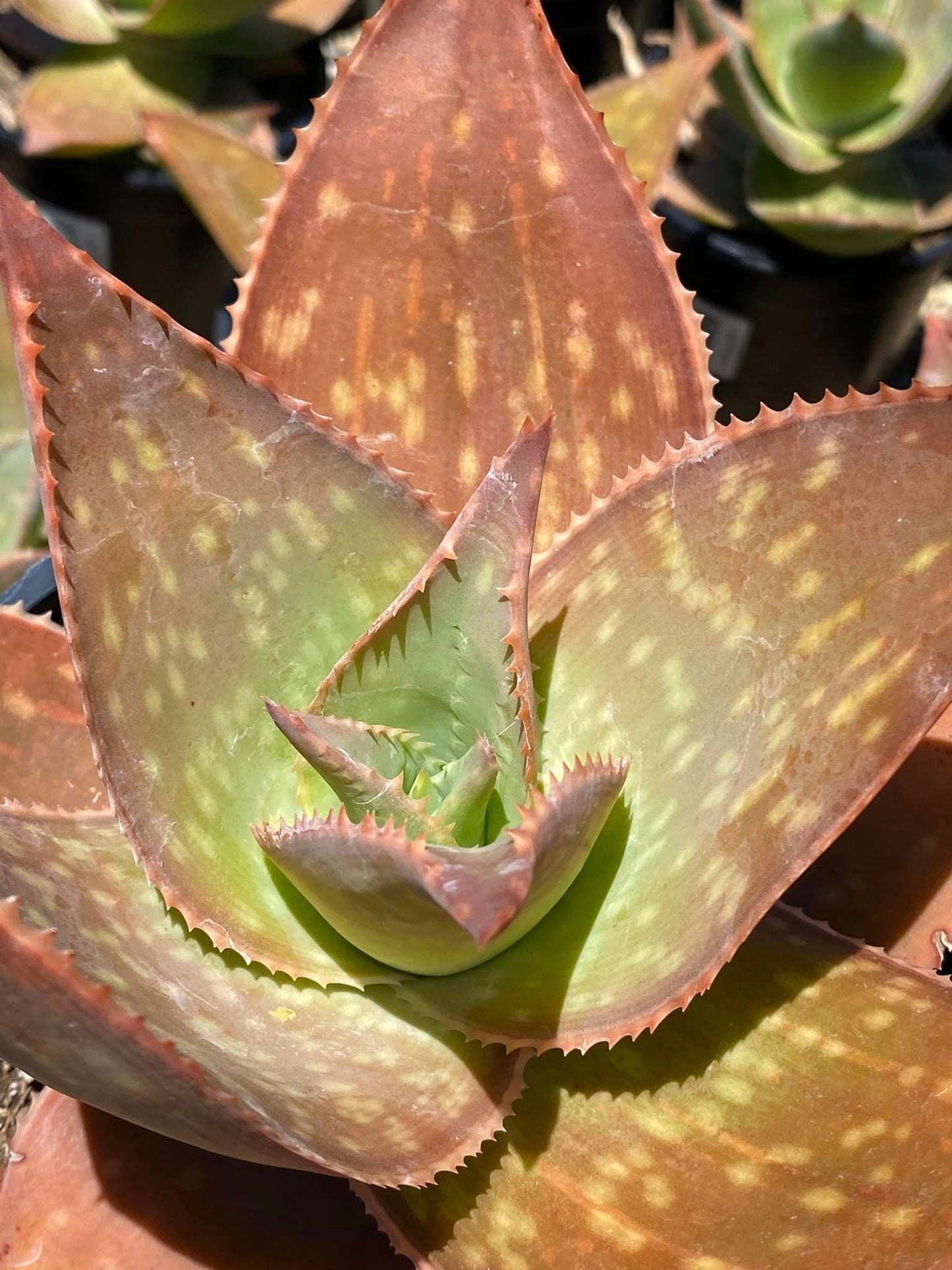 Aloe ghost