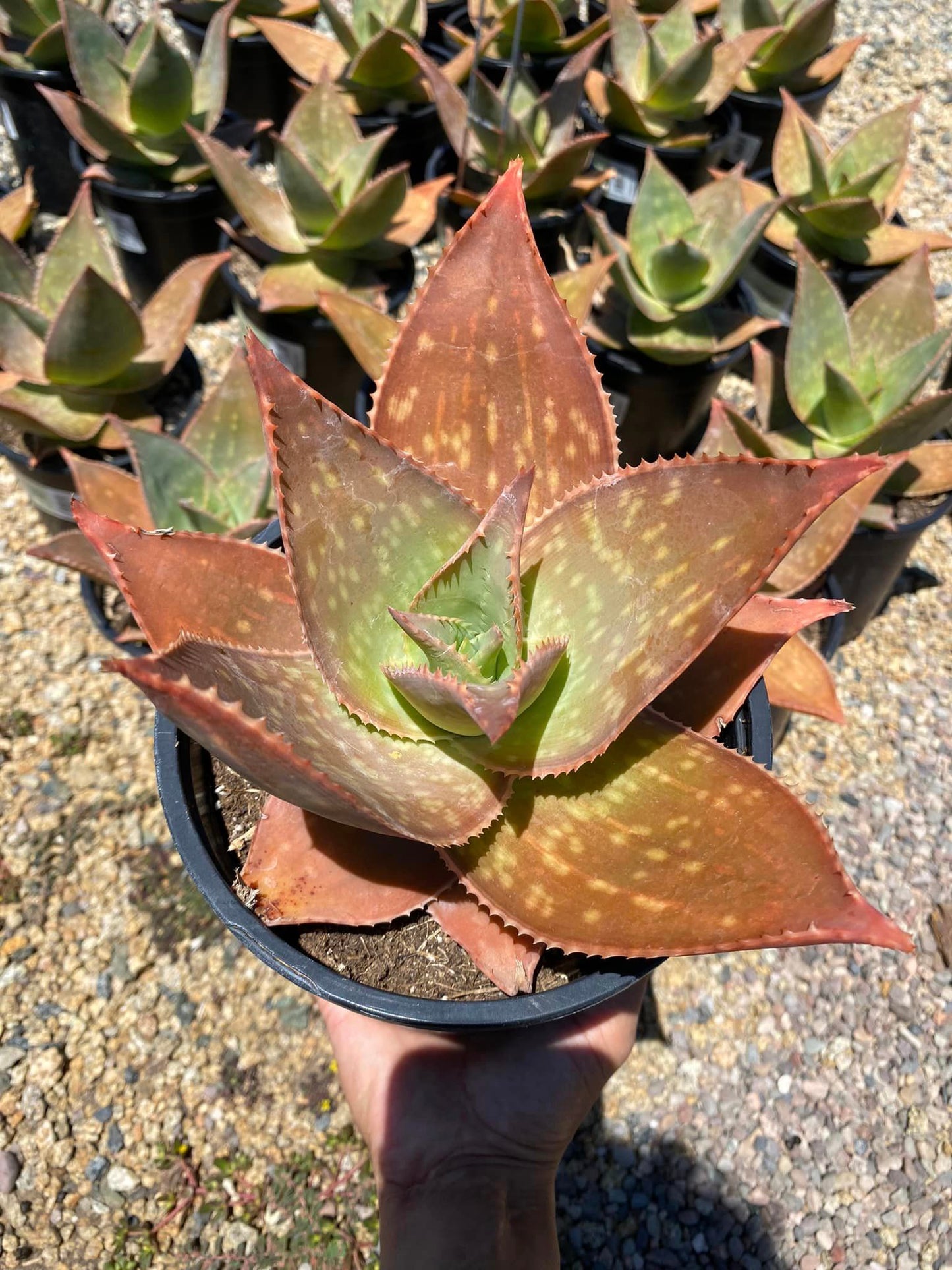 Aloe ghost