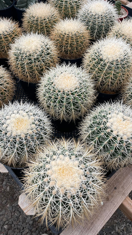 Echinocactus grusonii silver barrel Maceta 8”