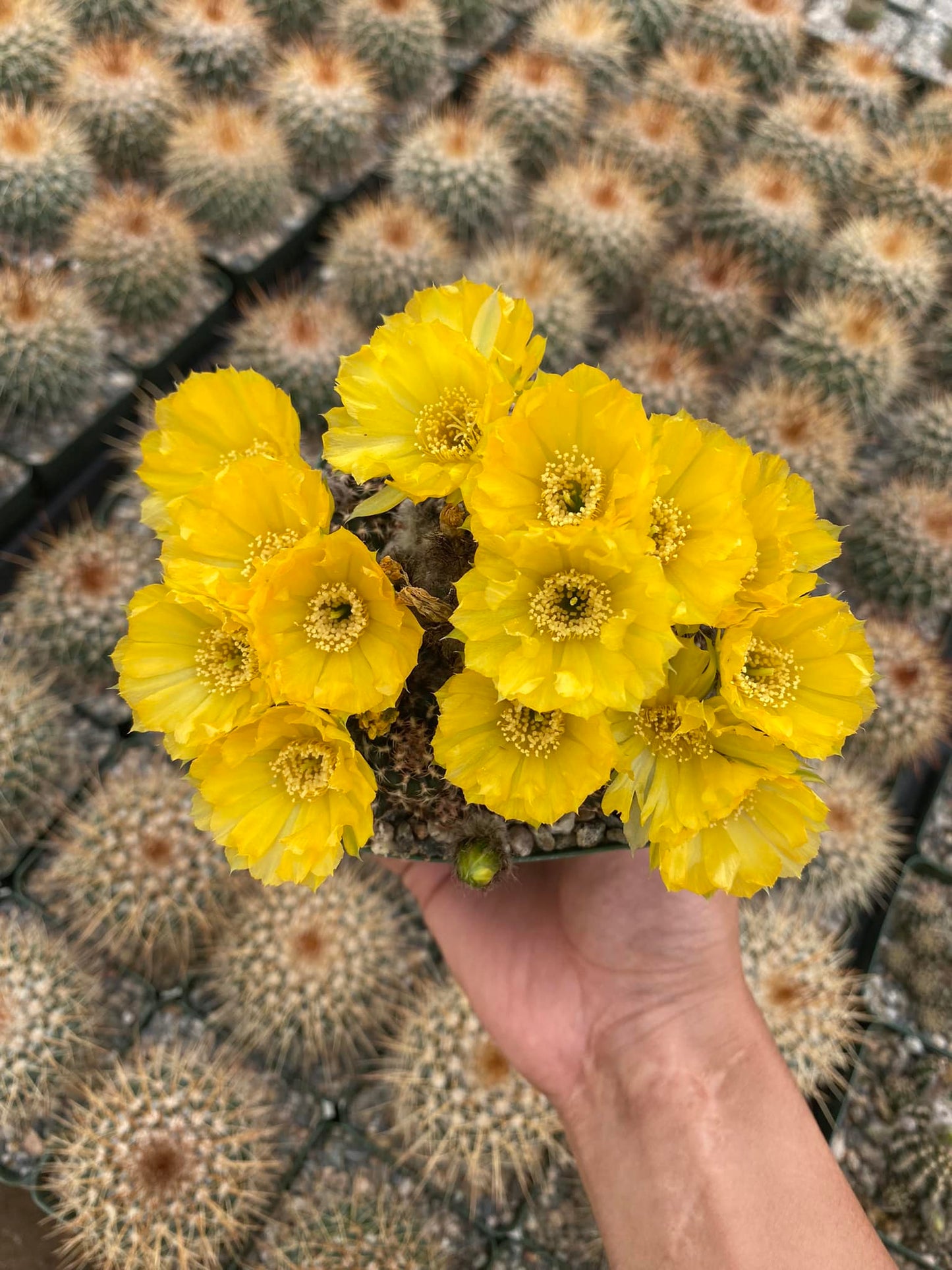 Lobivia tiegeliana var. Distefanoiana