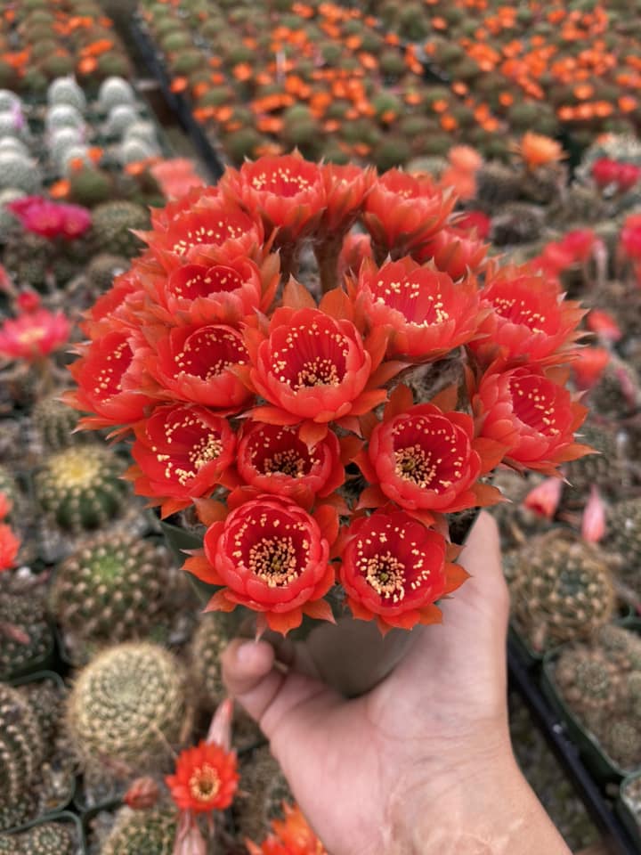 Lobivia arachnacantha var. Torrecillacensis