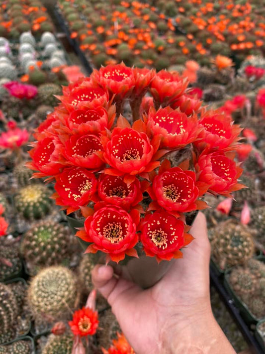 Lobivia arachnacantha var. Torrecillacensis