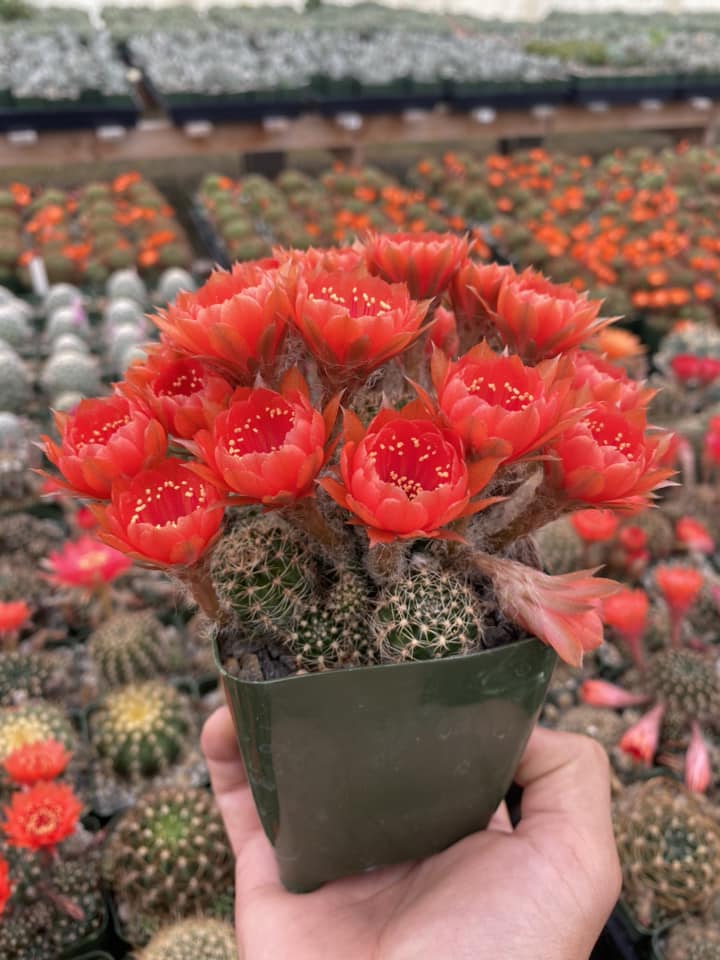 Lobivia arachnacantha var. Torrecillacensis