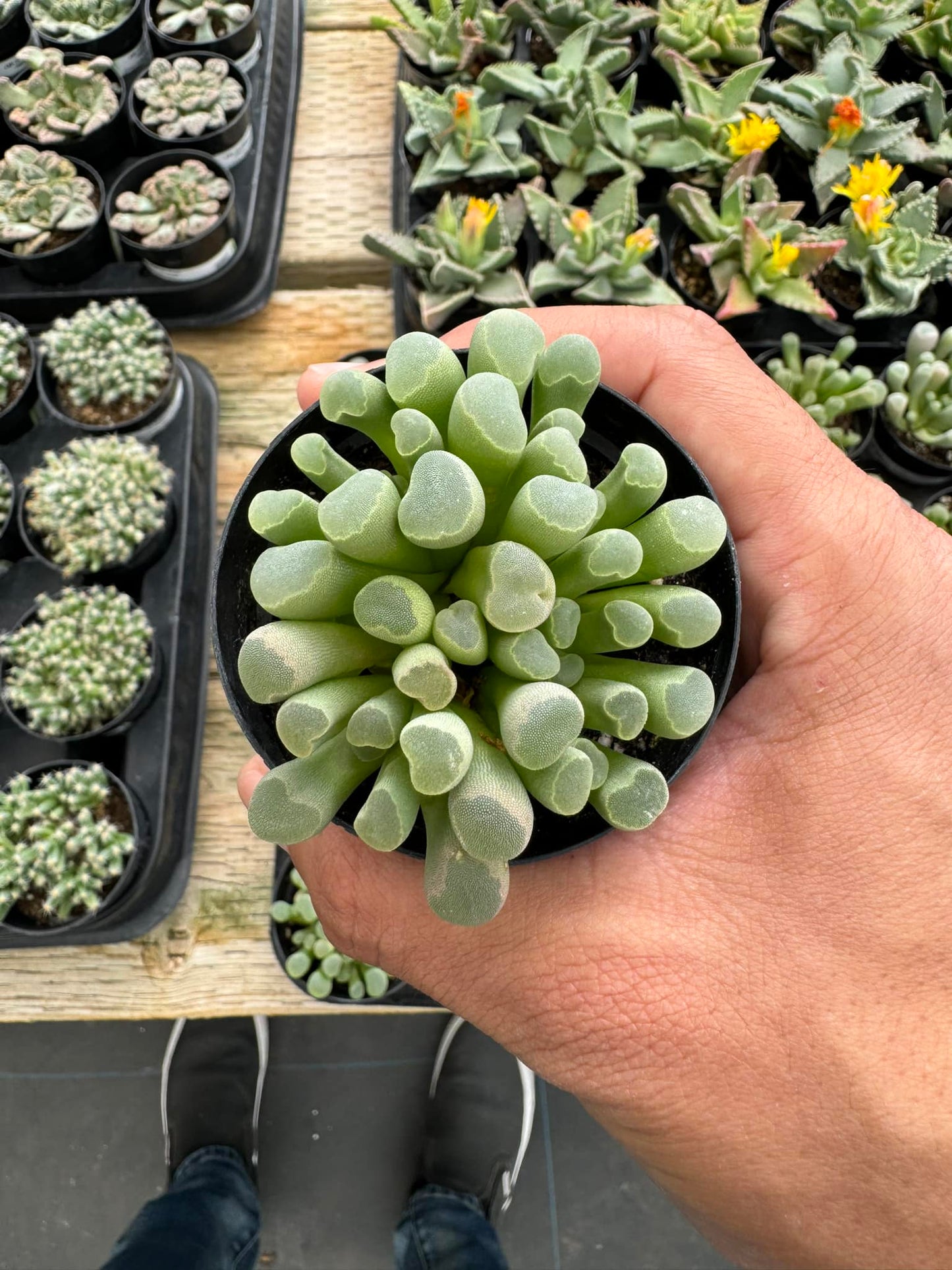 Frithia pulchra