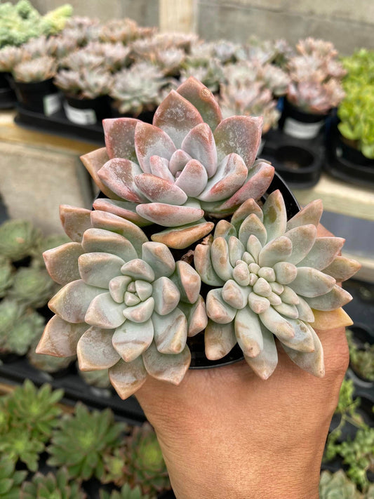 Graptosedum ‘ghosty’