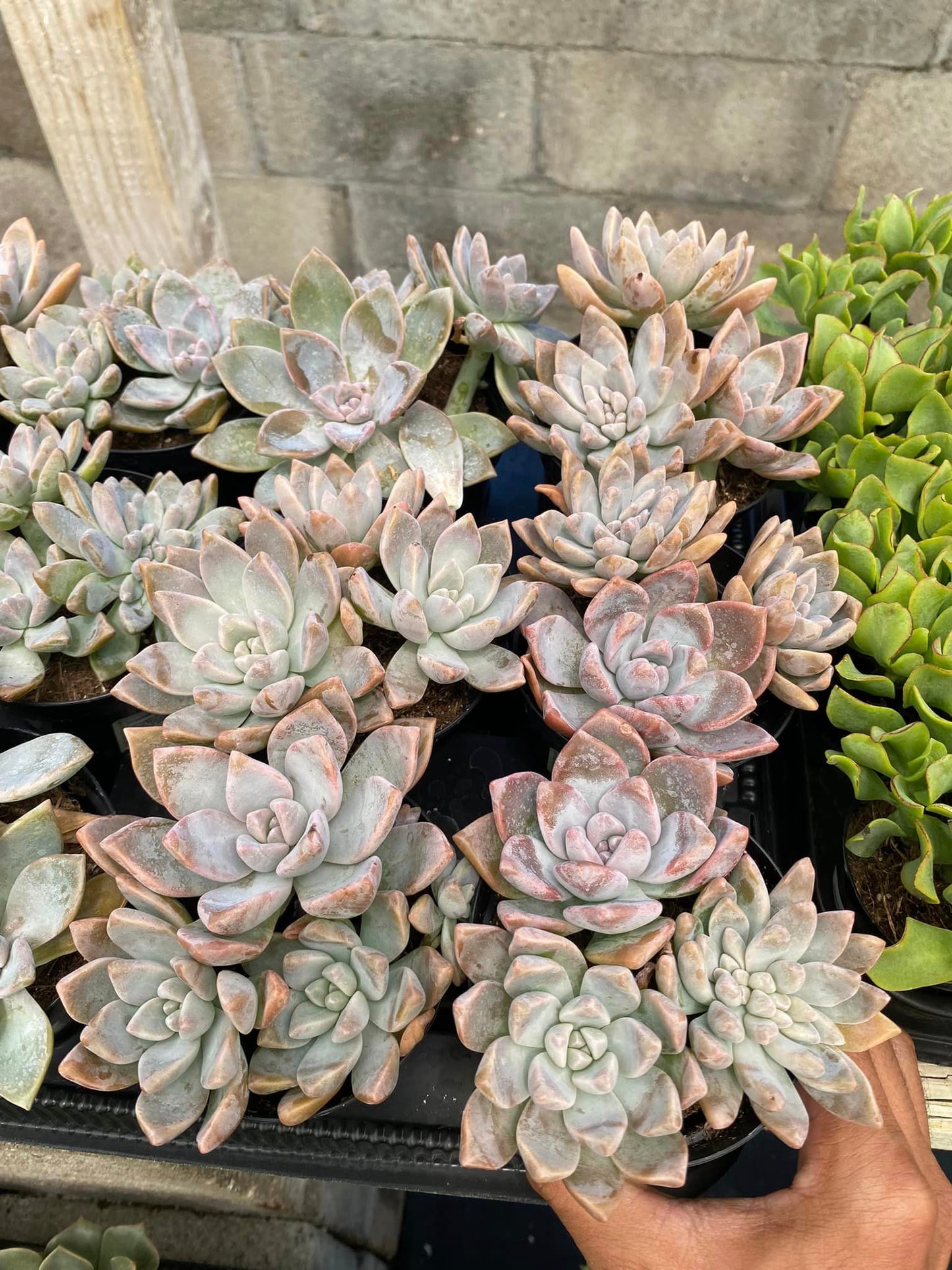 Graptosedum ‘ghosty’