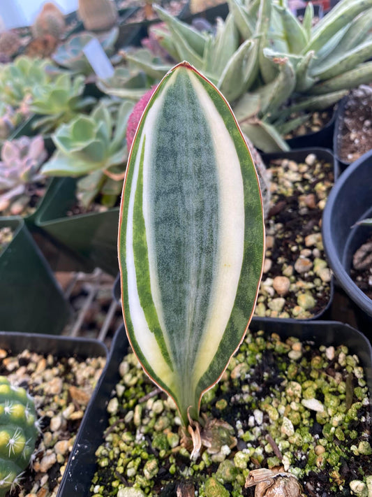 Sansevierias masoniana white