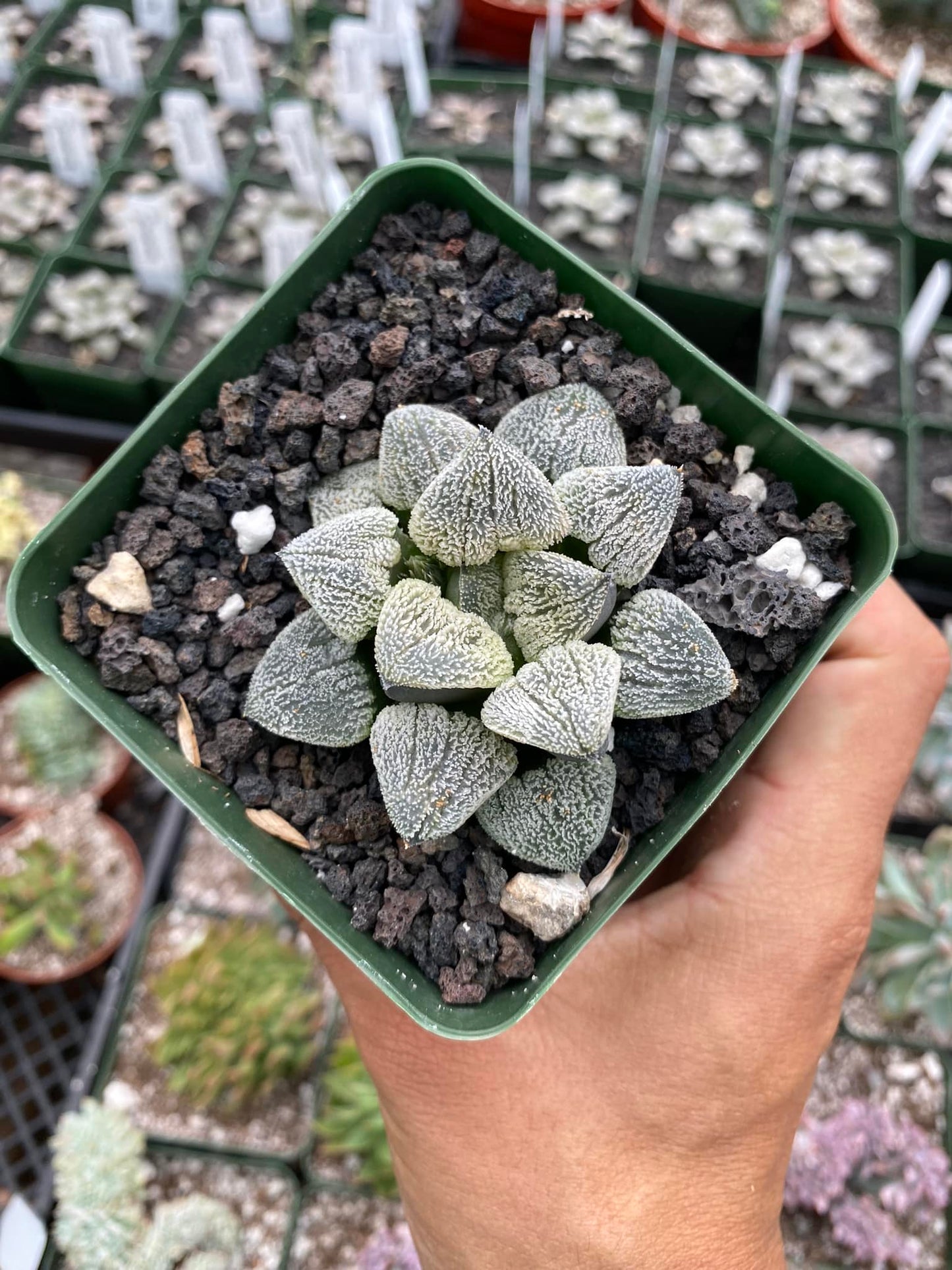 Haworthia Pygmaea “Snow ball”