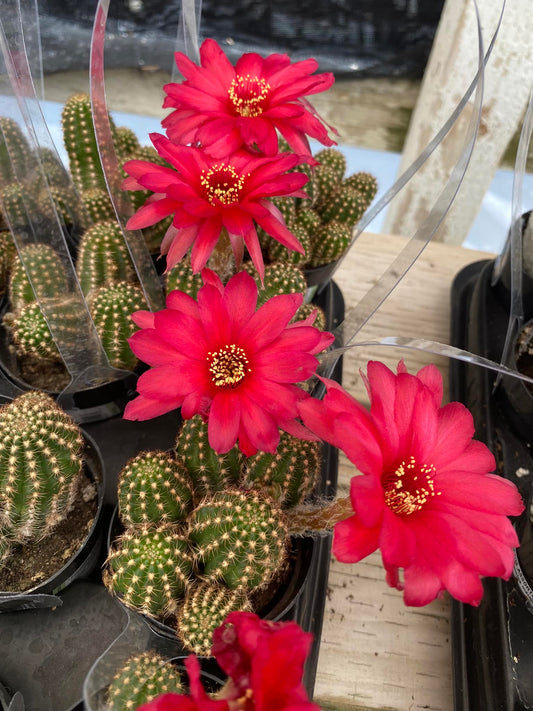 Echinopsis rose quartz