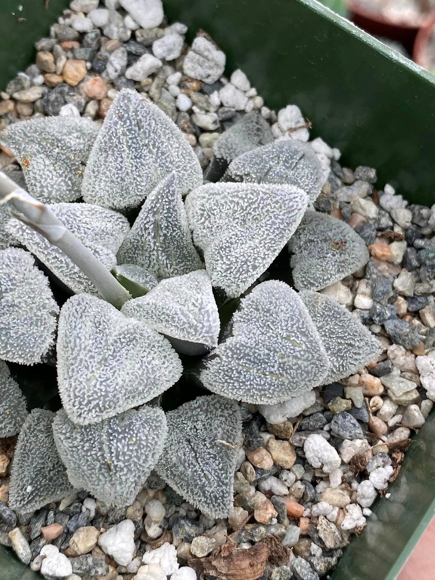 Haworthia Pygmaea “Snow ball”