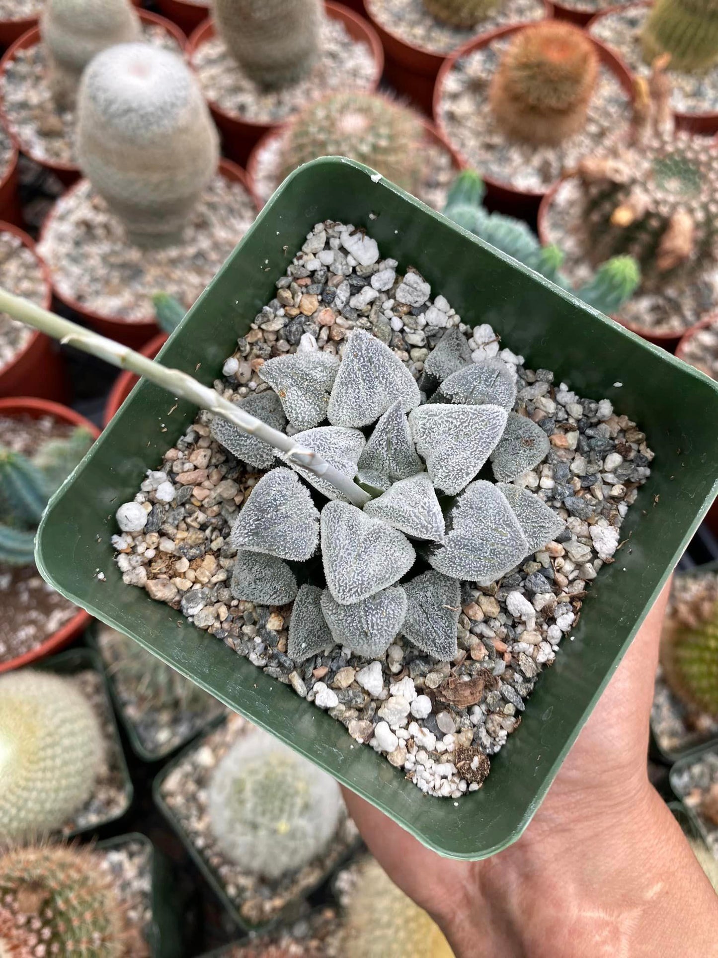 Haworthia Pygmaea “Snow ball”