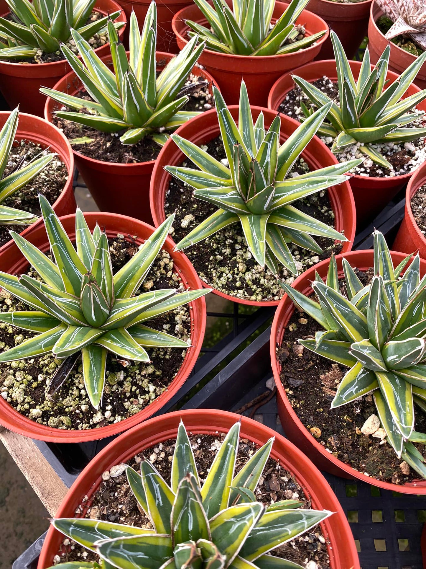 Agave victoria regianae ‘golden princess’ cluster