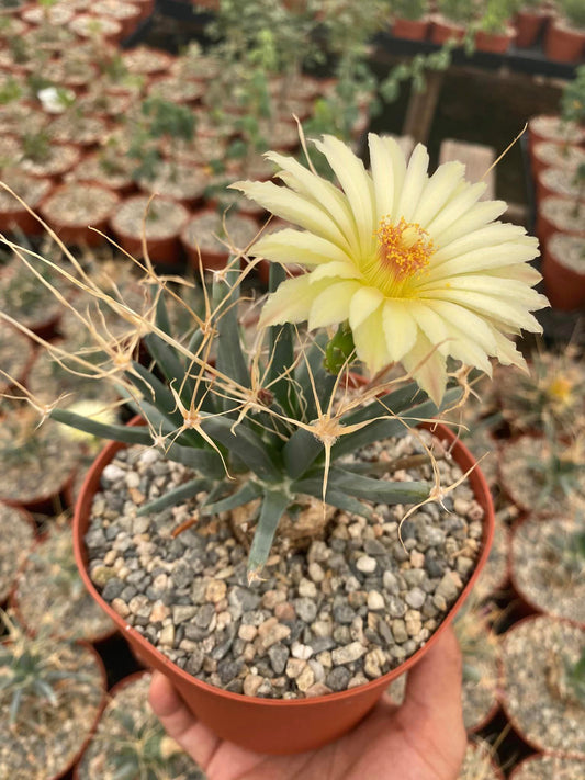 Leuchtembergia principis 6”