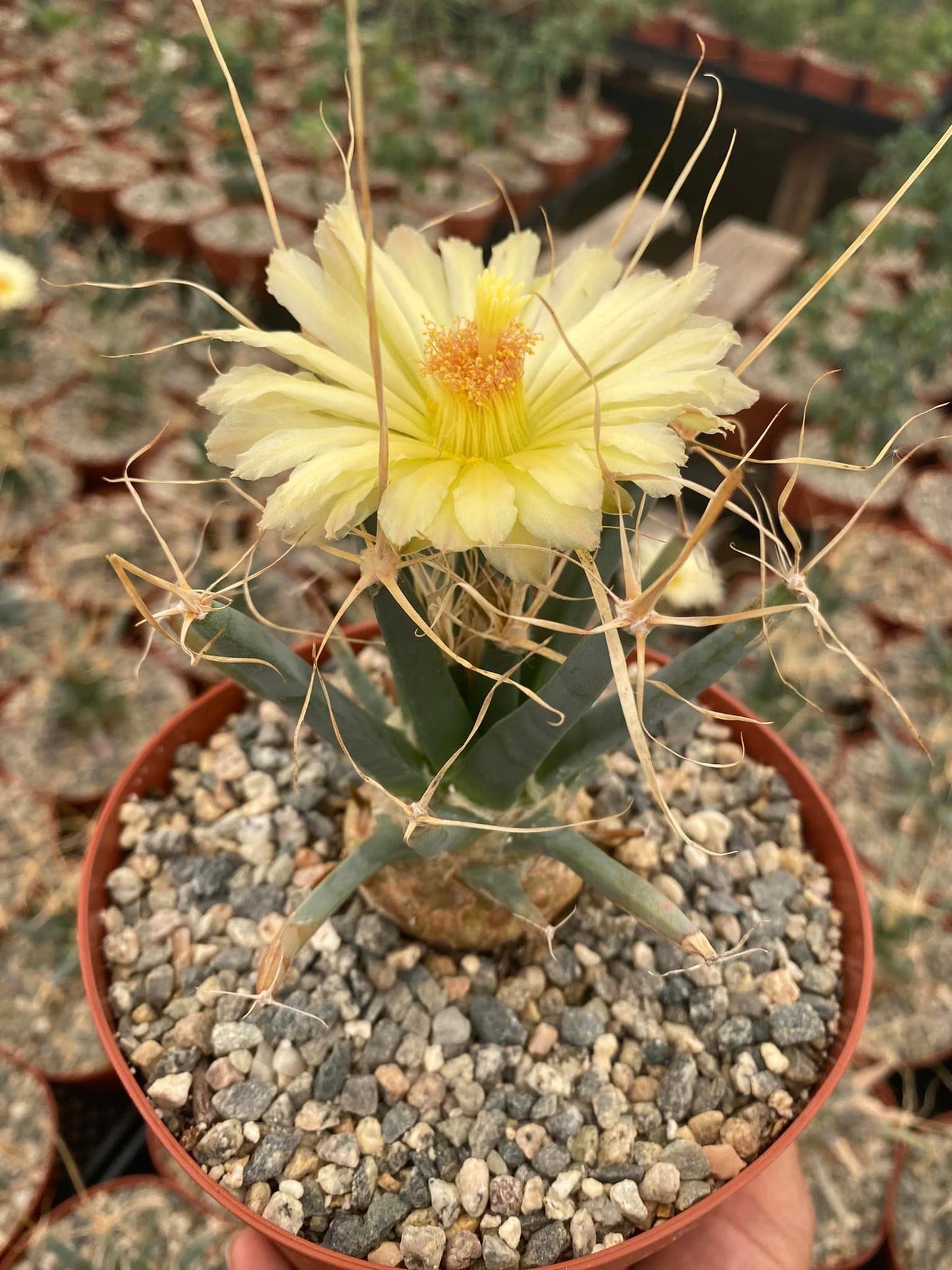 Leuchtembergia principis 6”