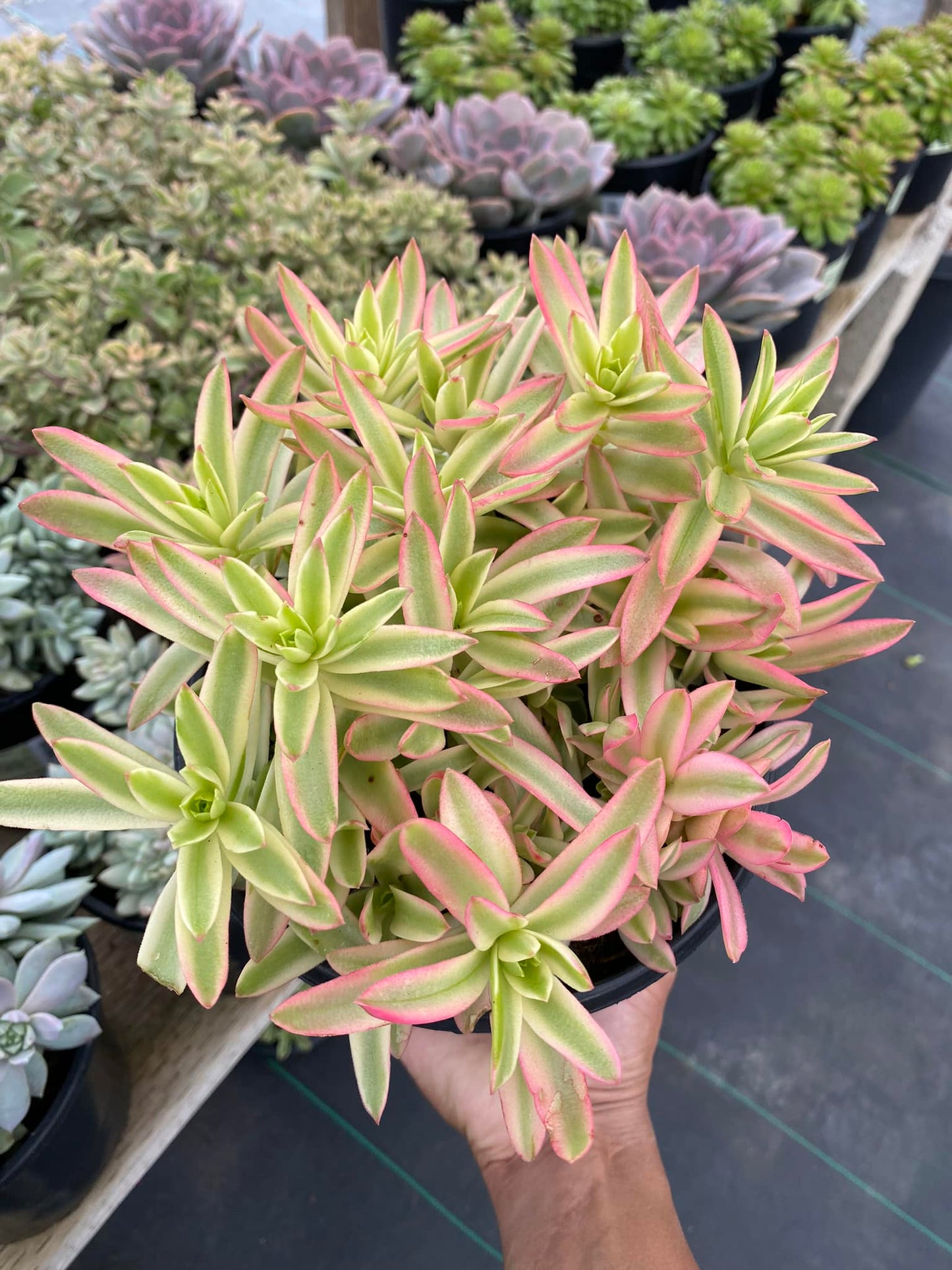 Crassula campfire variegada