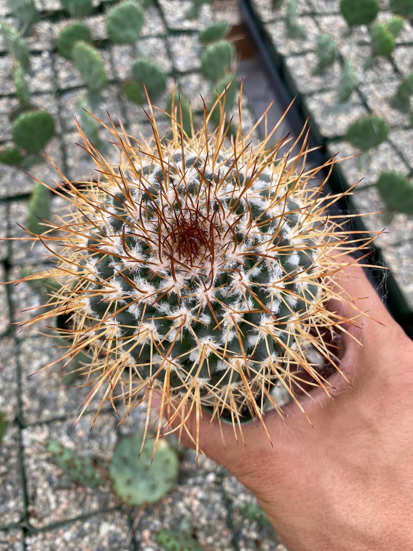 Mammillaria petterssonii