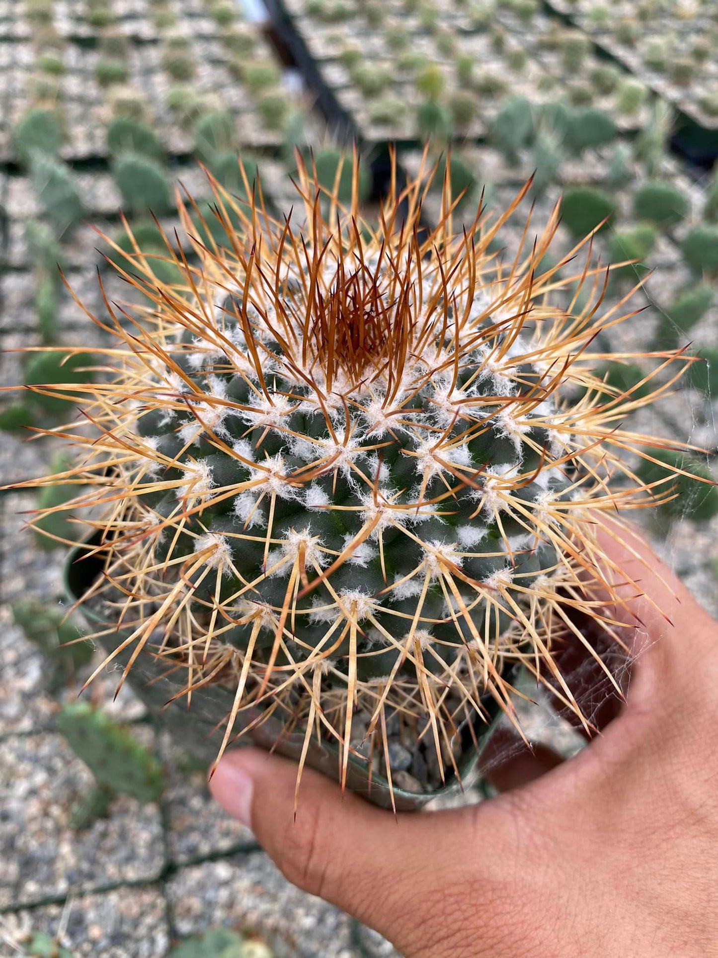 Mammillaria petterssonii