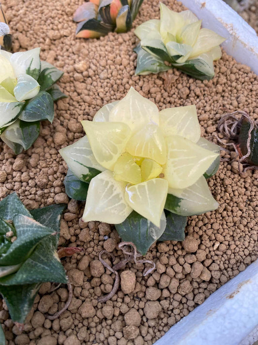 Haworthia Variegada