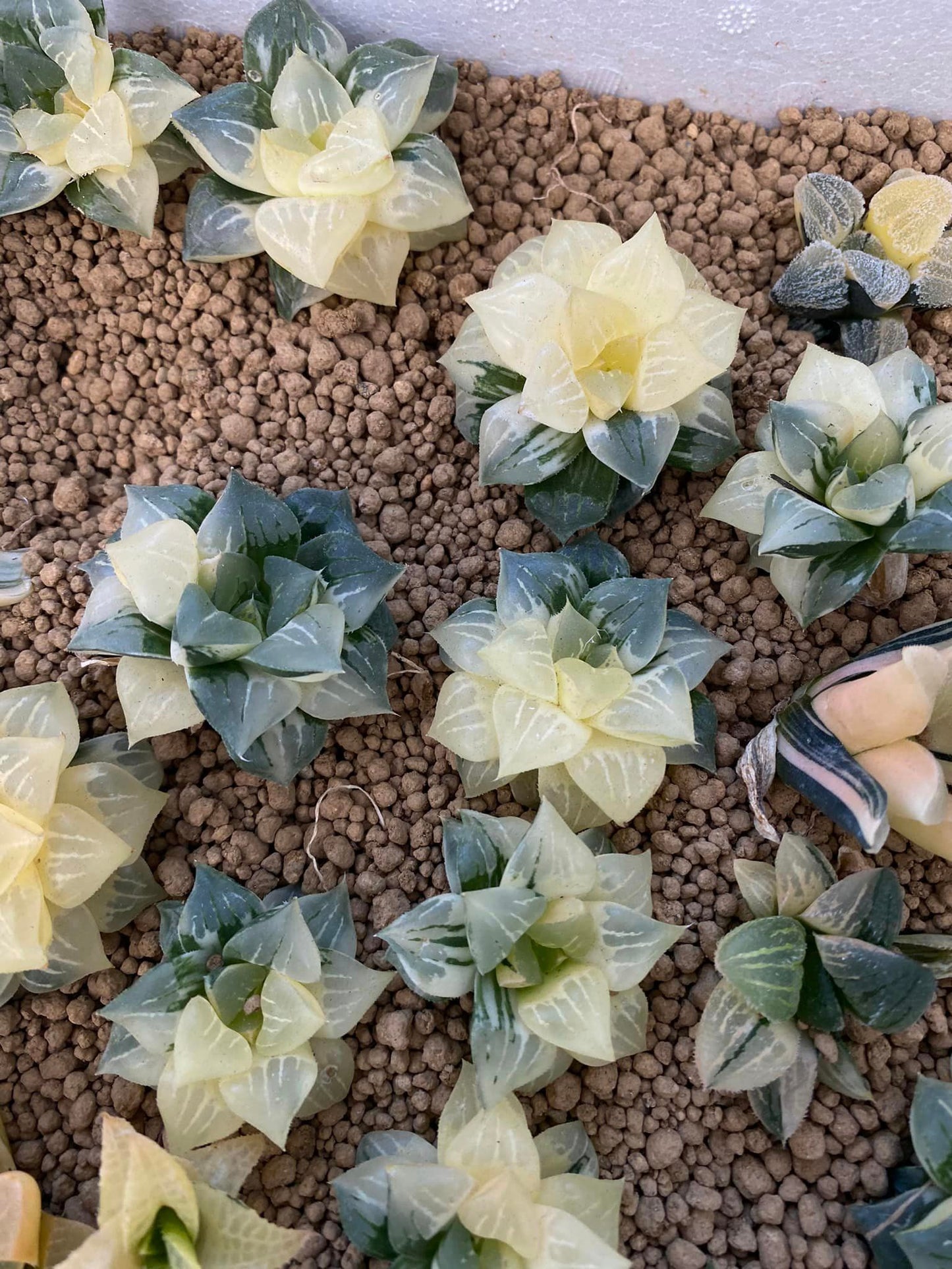 Haworthia Variegada