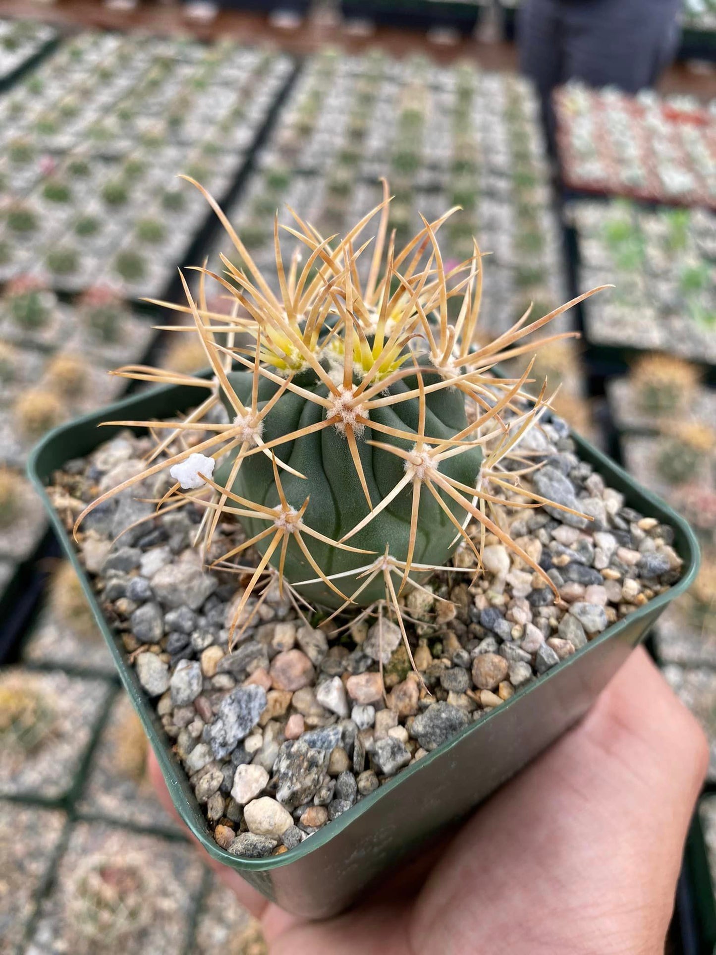 Ferocactus chrysacanthus