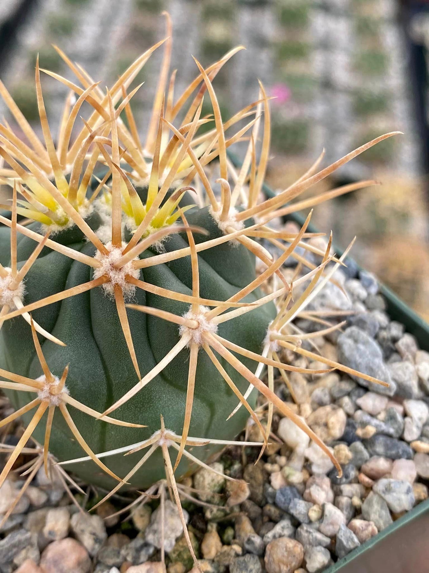 Ferocactus chrysacanthus