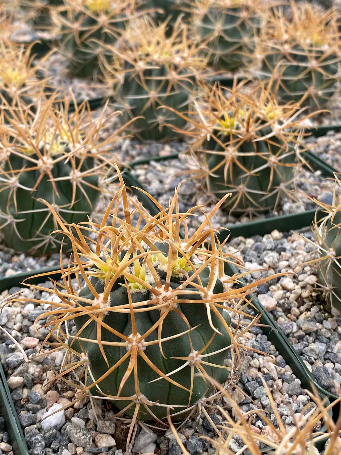 Ferocactus chrysacanthus