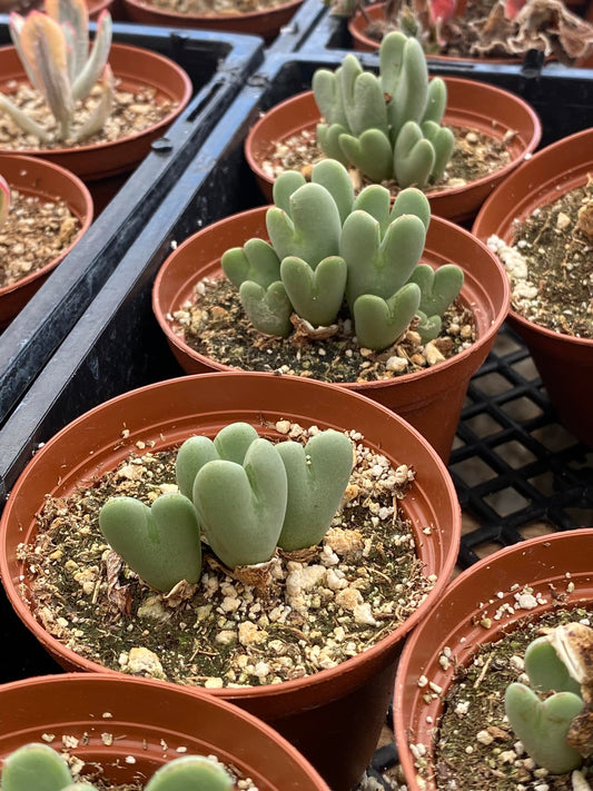 Conophytum bilobum