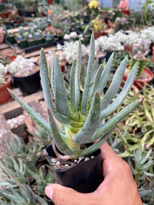 Aloe dichotoma subsp. ramosissima