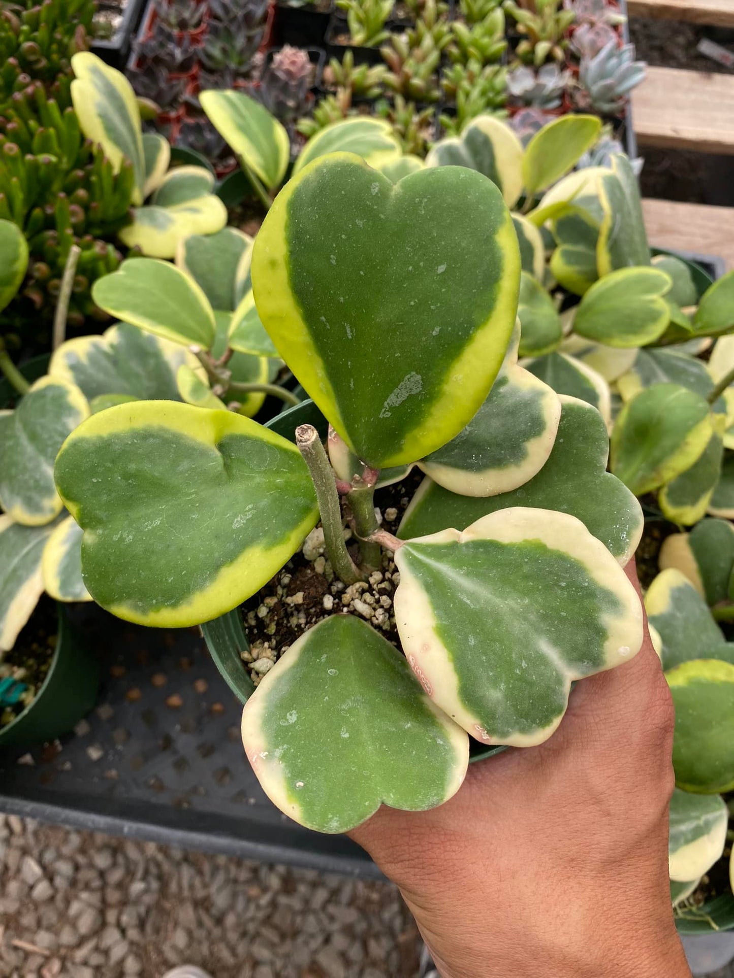 Hoya kerry Variegada cluster