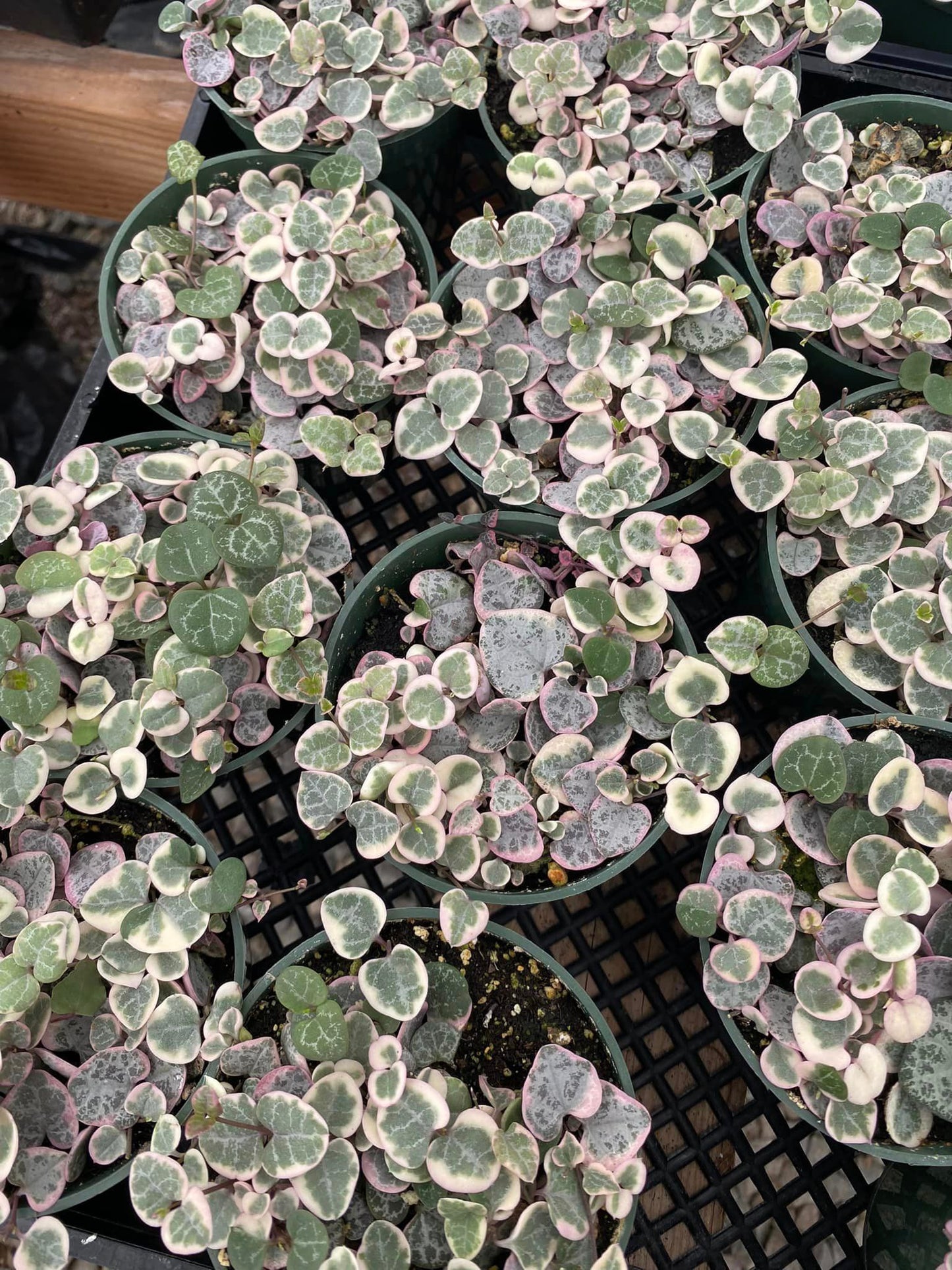 Ceropegia woodii Variegado 4”