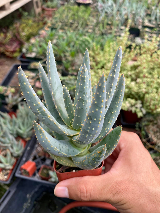 Aloe dichotoma