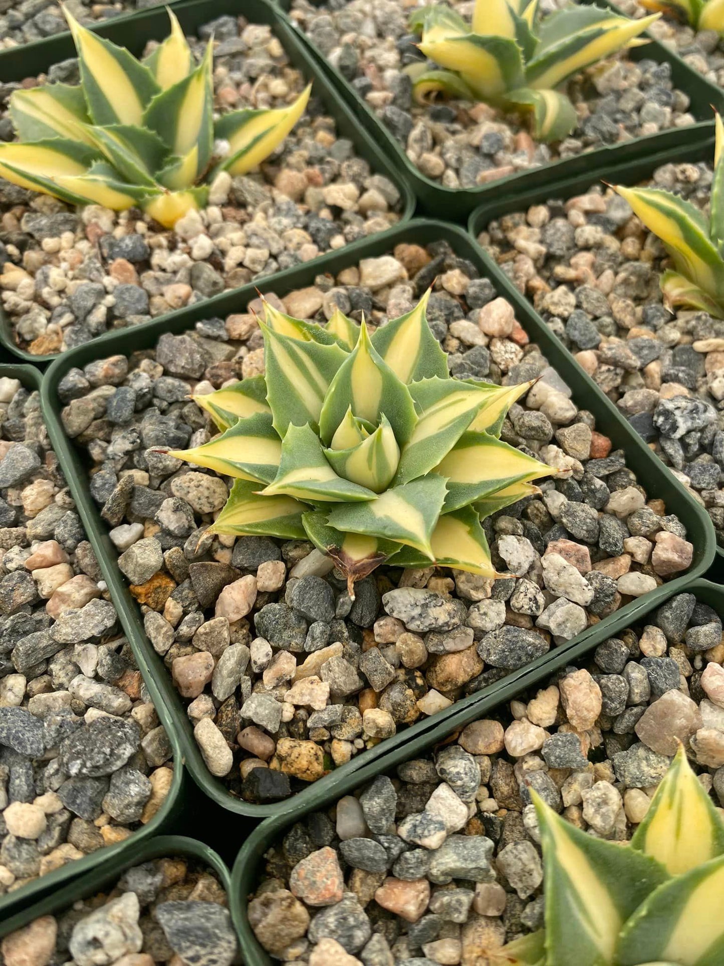 Agave isthmensis variegado amarillo