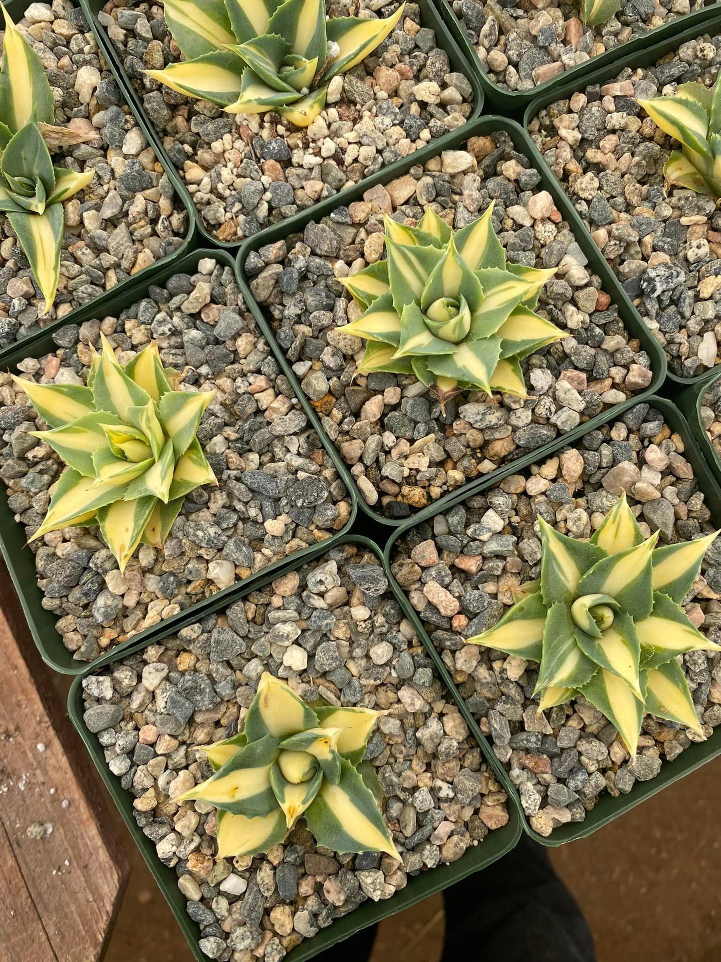 Agave isthmensis variegado amarillo