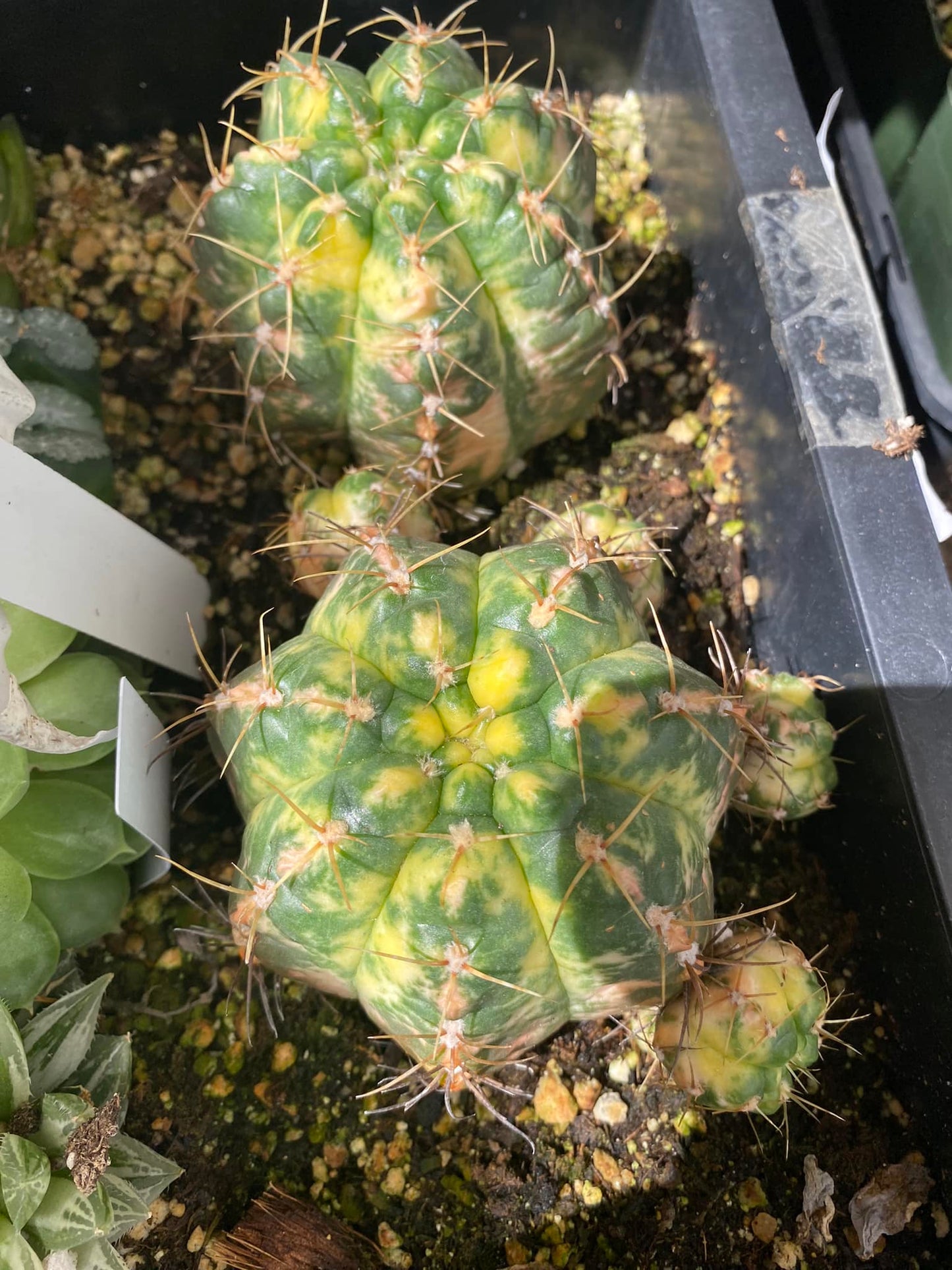 Gymnocalycium denudatum var. Paraguayense