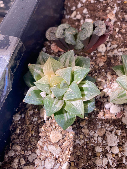 Haworthia mutica Variegada