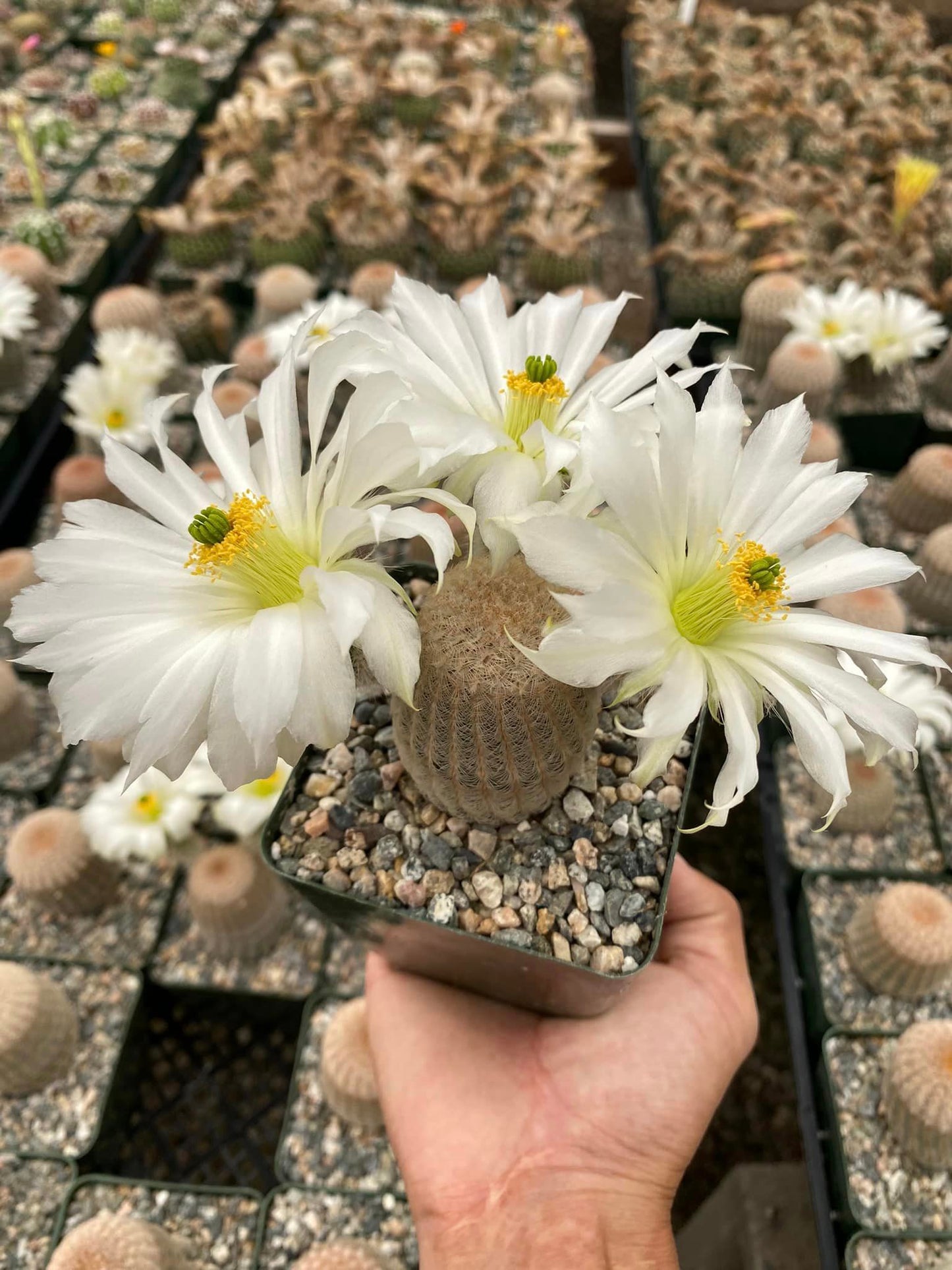 Echinocereus pectinatus rigidissimus albiflora